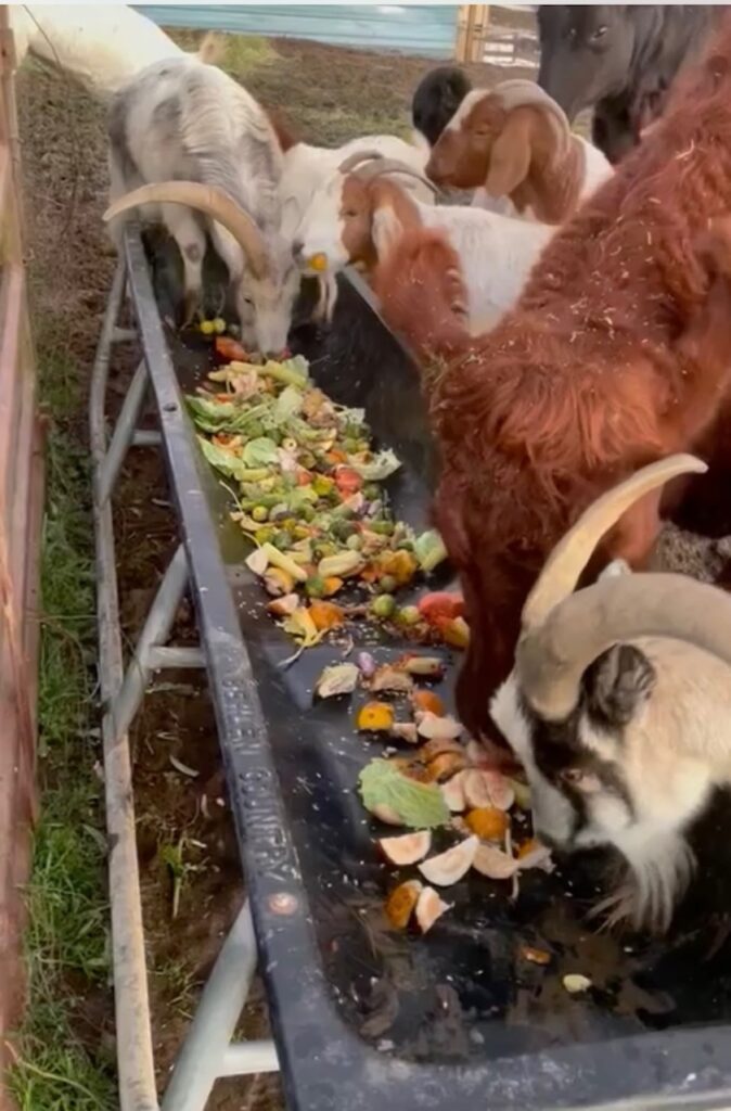 Cattle enjoying the produce from GoSeva project